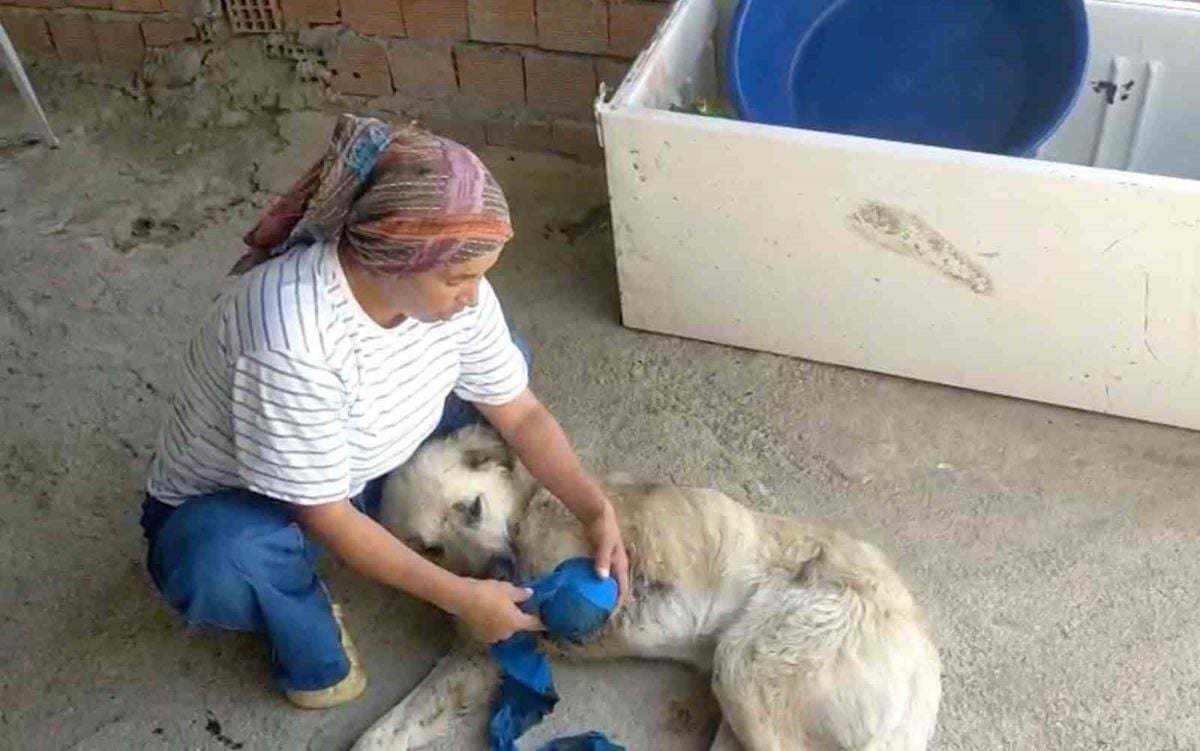 Çoban Köpeği Kurşunlandı: 'İnsanlık Dışı'